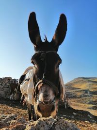 Portrait of horse on land