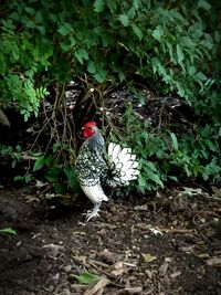 Bird on ground