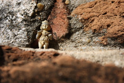 Close-up of insect on rock