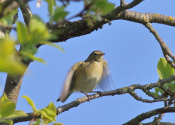 Low angle view of bird perching on tree