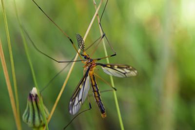 Close-up of insect