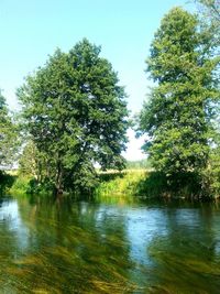 Reflection of trees in water