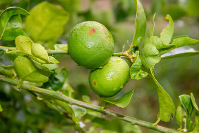 Close-up of fruits growing on tree