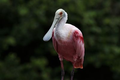 Close-up of a bird