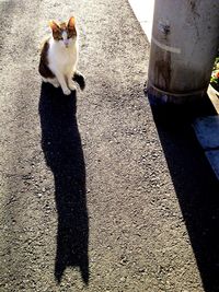 High angle view of cat on shadow