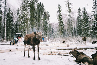 Horses on snow covered field