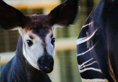 Close-up portrait of an okapia