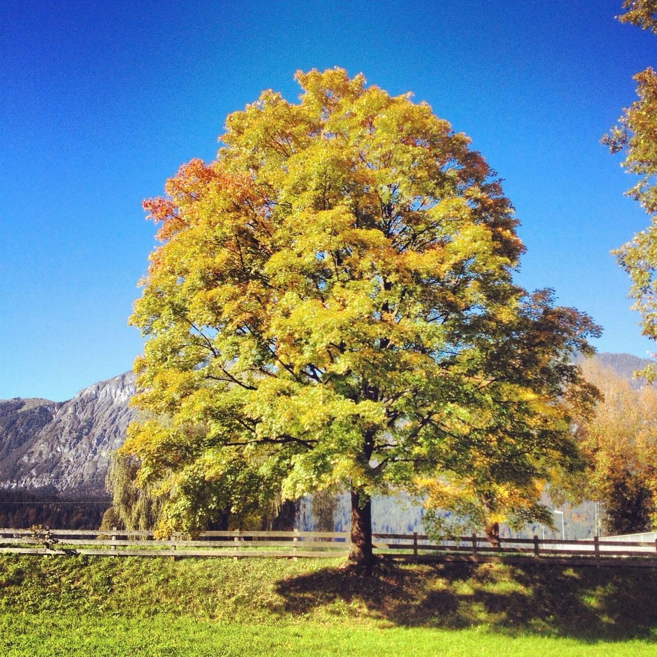 clear sky, tree, blue, yellow, autumn, tranquility, tranquil scene, beauty in nature, nature, growth, scenics, field, landscape, copy space, season, change, sunlight, grass, day, green color