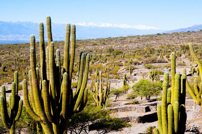 Cactus growing on field against sky