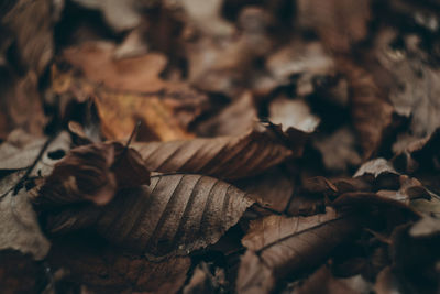 Close-up of dry leaves on field