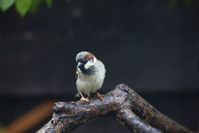 Close-up of bird perching on branch