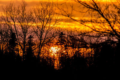 Silhouette of trees at sunset