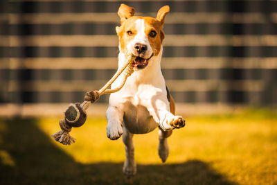 Happy beagle dog running with flying ears towards camera. activ dog concept