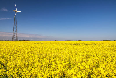 Scenic view of oilseed rape field against sky