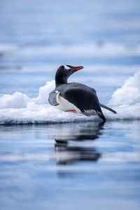 Gentoo penguin lying on ice turning head