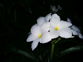 Close-up of white flowers