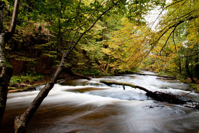 Scenic view of stream flowing amidst trees in forest