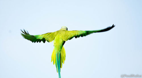 Low angle view of bird flying against clear sky