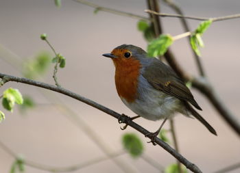 Close-up of bird perching on branch