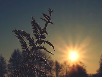 Close-up of tree against sky during sunset