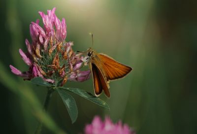 Close-up of butterfly pollinating on pink flower