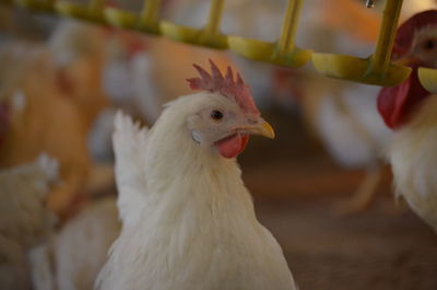 White layer chicken close-up.