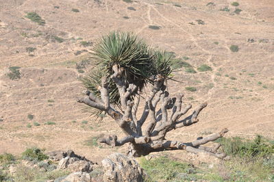 Dead tree on rock in desert