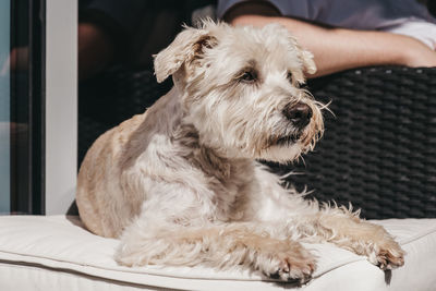 Close-up of dog sitting at home