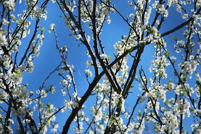 Low angle view of flowering tree against blue sky