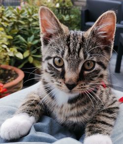 Close-up portrait of tabby cat