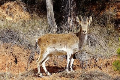 Portrait of deer standing on field in forest