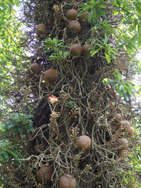 View of trees in forest