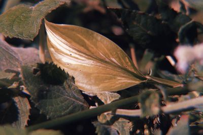 Close-up of dry leaves