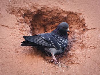 Close-up of pigeon perching on a rock hole