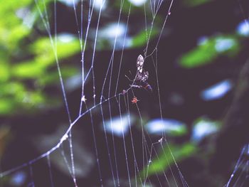 Close-up of spider web against blurred background