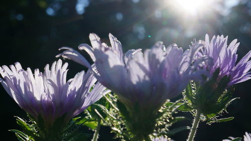 Close-up of purple flowering plant