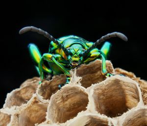 Close-up of insect over black background