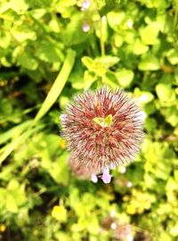 Close-up of flowers