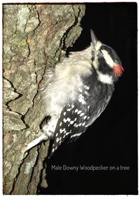 Close-up of bird perching outdoors