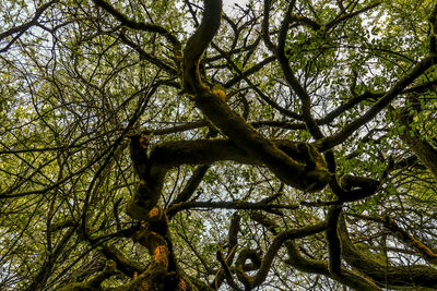 Low angle view of tree against sky