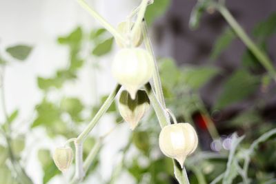 Close-up of flowering plant
