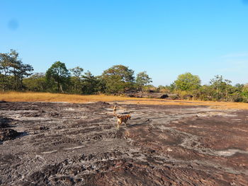 View of a horse on field