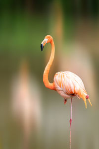 Close-up of a bird