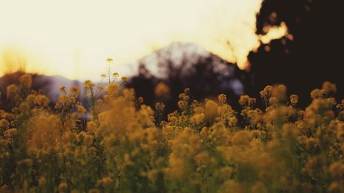 Scenic view of oilseed rape field against sky during sunset