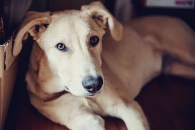 Close-up portrait of dog relaxing at home