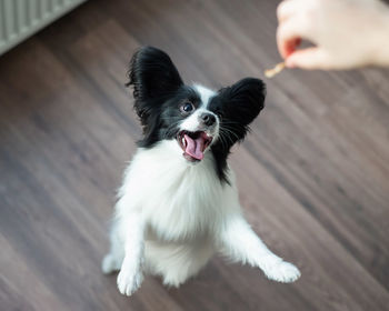 High angle view of dog sticking out tongue