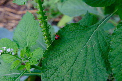 Close-up of ladybug on leaf