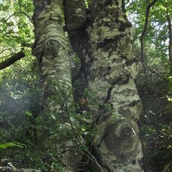 Low angle view of trees growing in forest