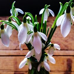 Close-up of flowers blooming outdoors