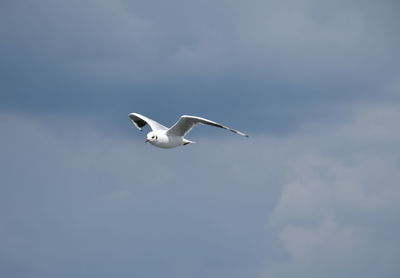 Low angle view of seagull flying in sky